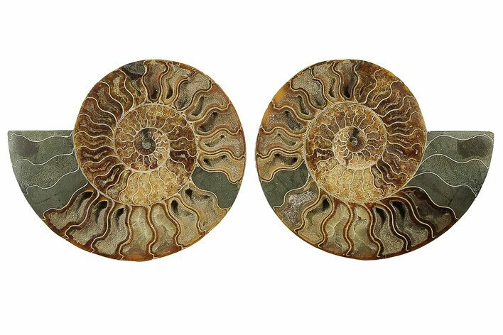 Large, Cut & Polished Ammonite Fossil - Madagasar #238784